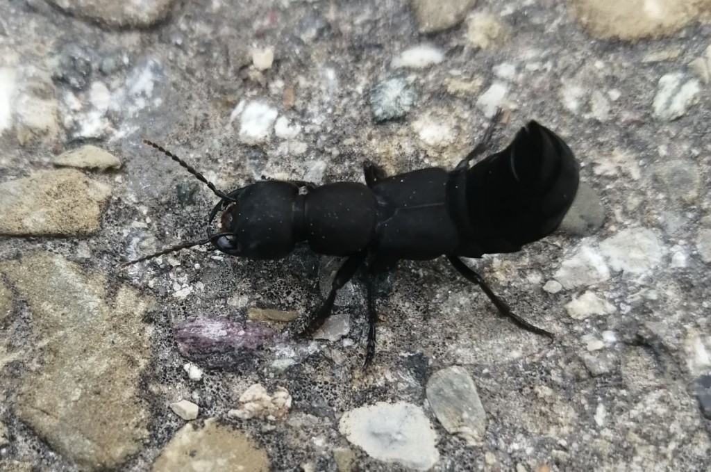 Scorpionkäfer.JPG