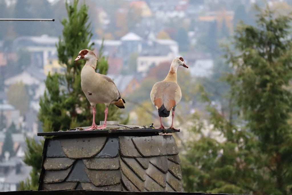 auf dem Nachbarhaus