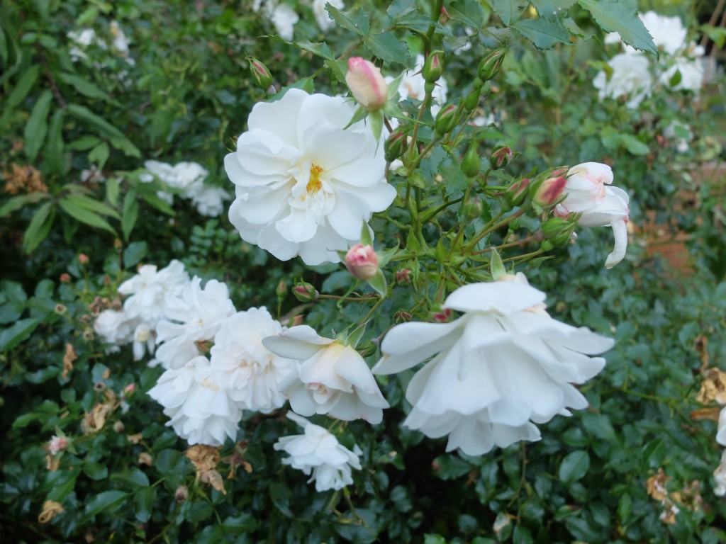 Rose Diamant blüht immer noch fleissig