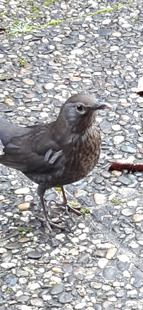 junge Amsel