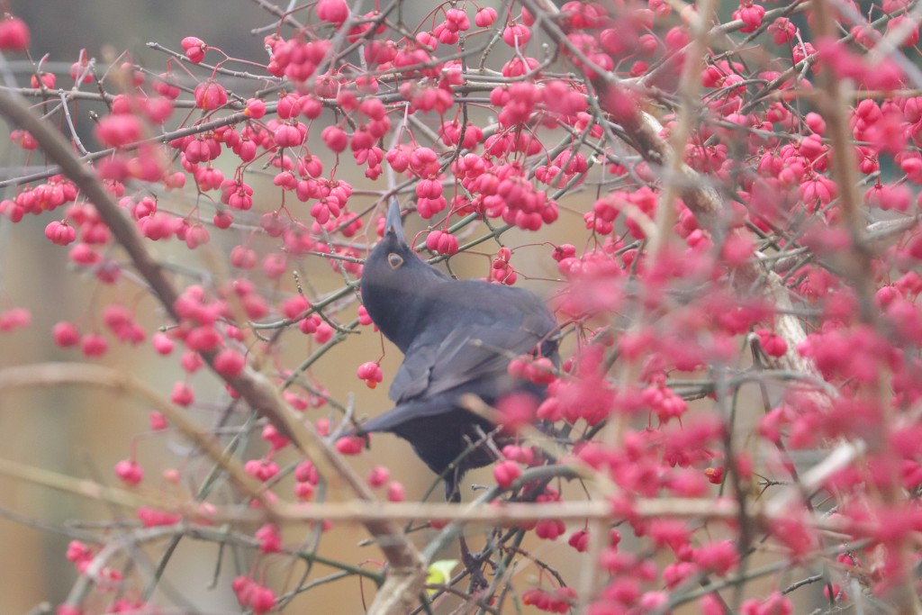 Amsel