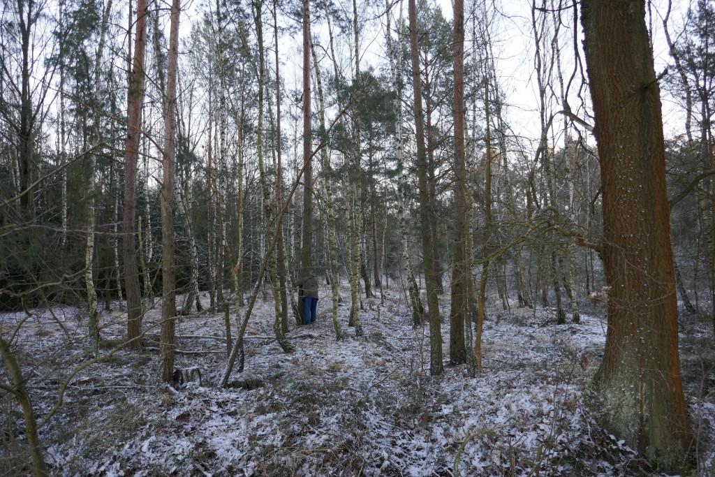 Wald.JPG