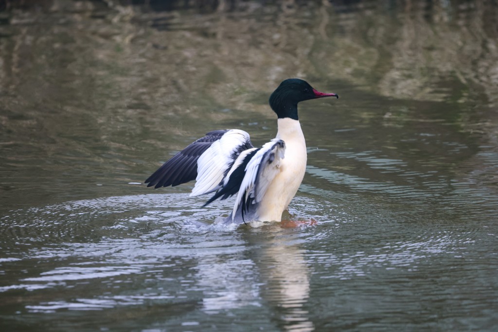 Gänsesäger