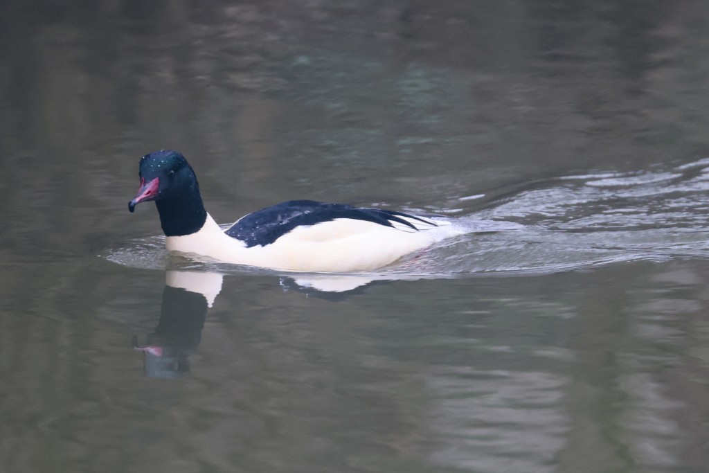 Gänsesäger