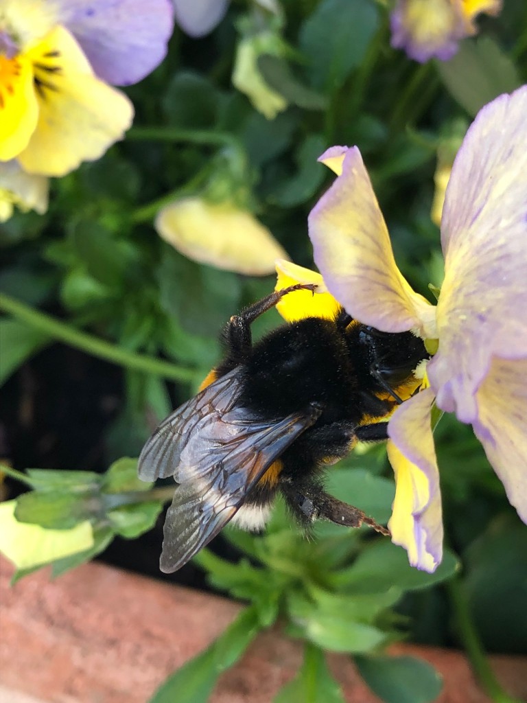 Hummel an Hornveilchen