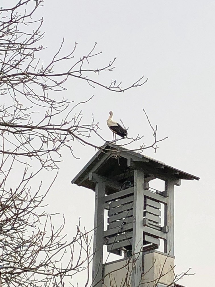 Storch auf Kirchturm