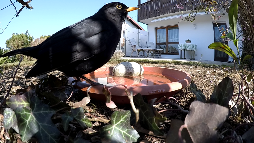 Amsel an Tränke