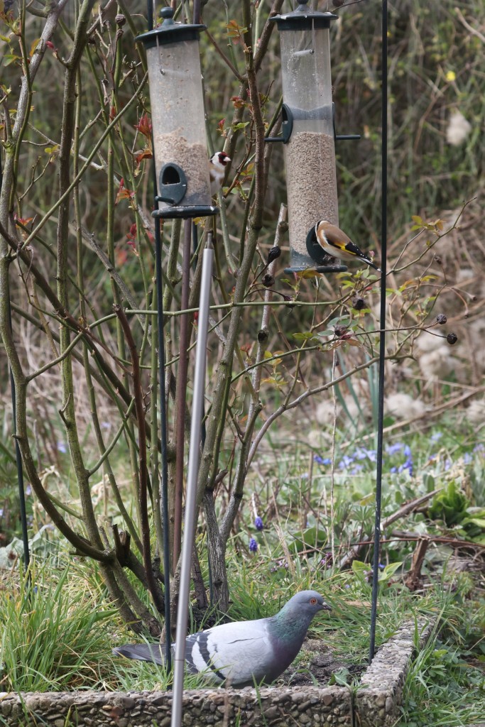 Diestelfinken mit Reinigungskraft