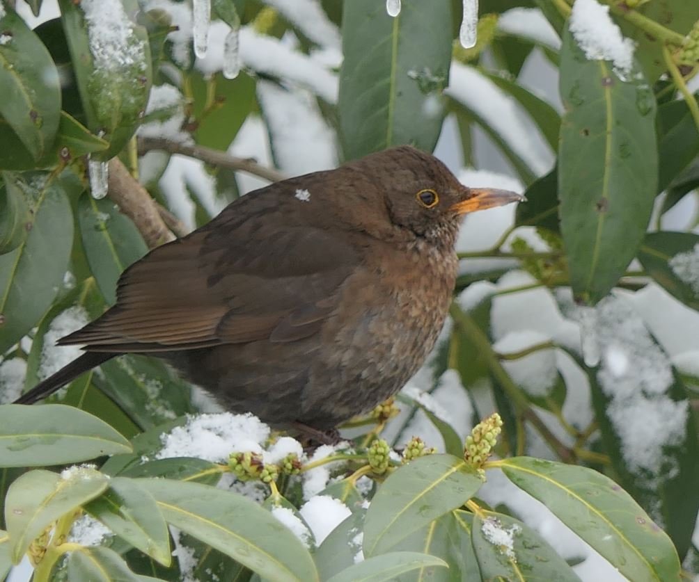 Amsel w (2).JPG