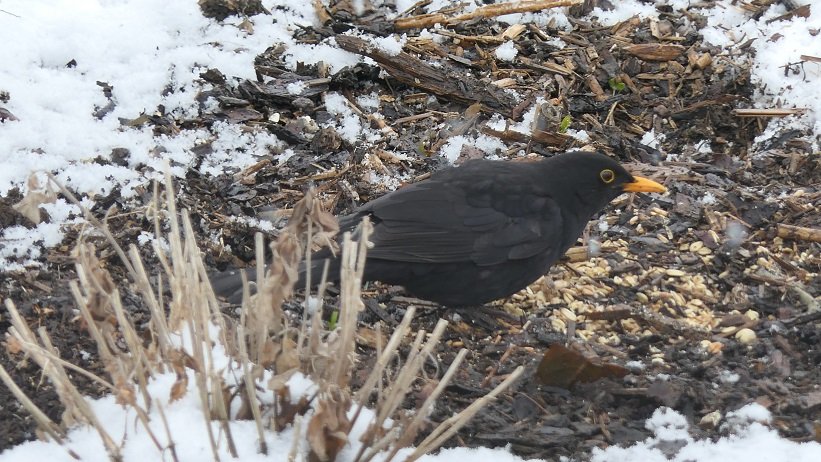 Amsel1.jpg