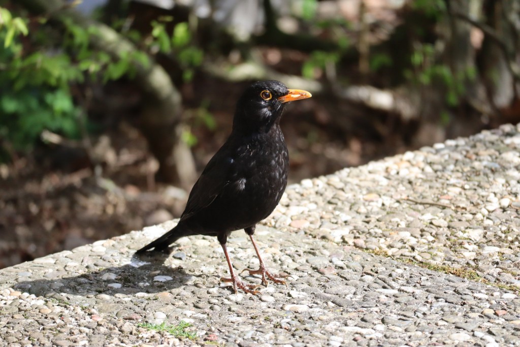 Amsel sichert