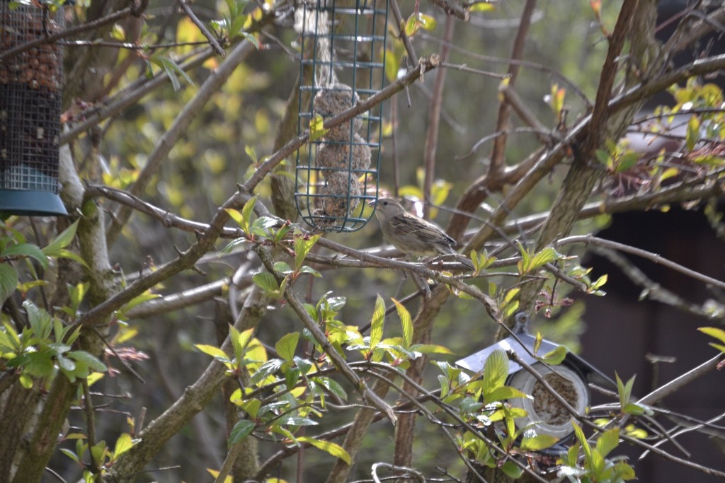 Grünfinkenweibchen am Meisenknödel