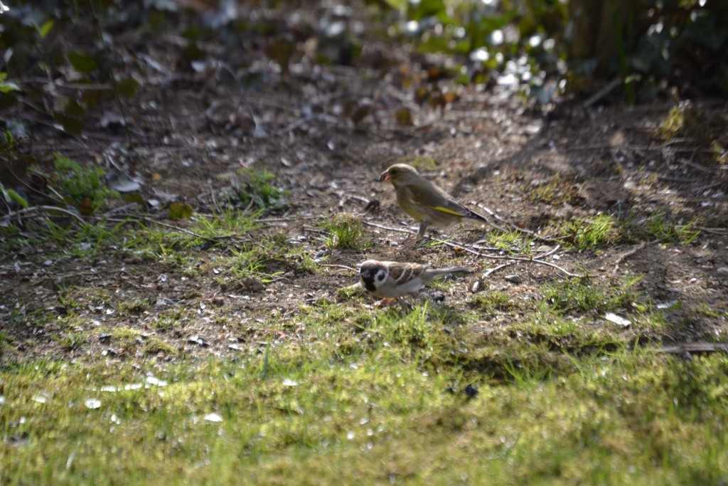 Grünfink und Sperling einträchtig beim Körnerpicken