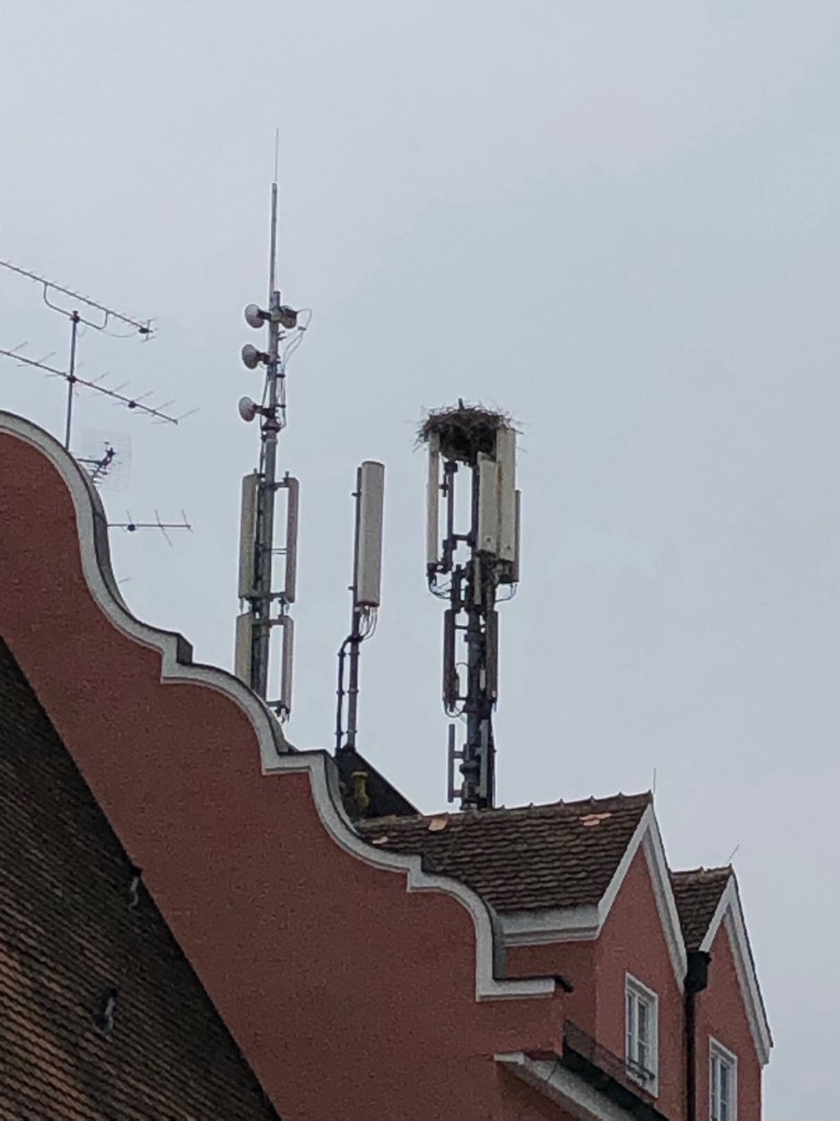 Storchennest in der Erdinger Innenstadt