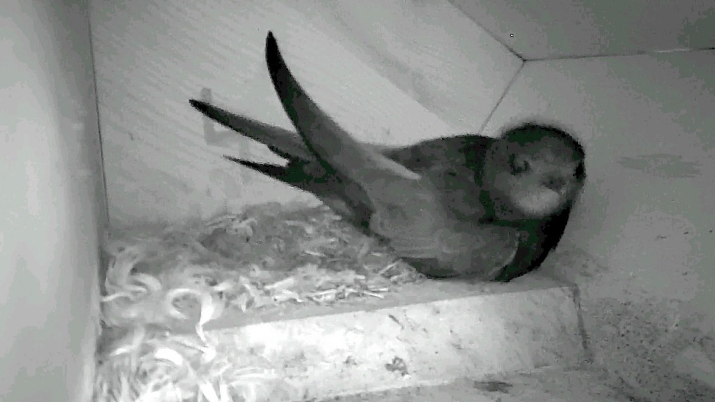 Ankömmling2022 Olpe