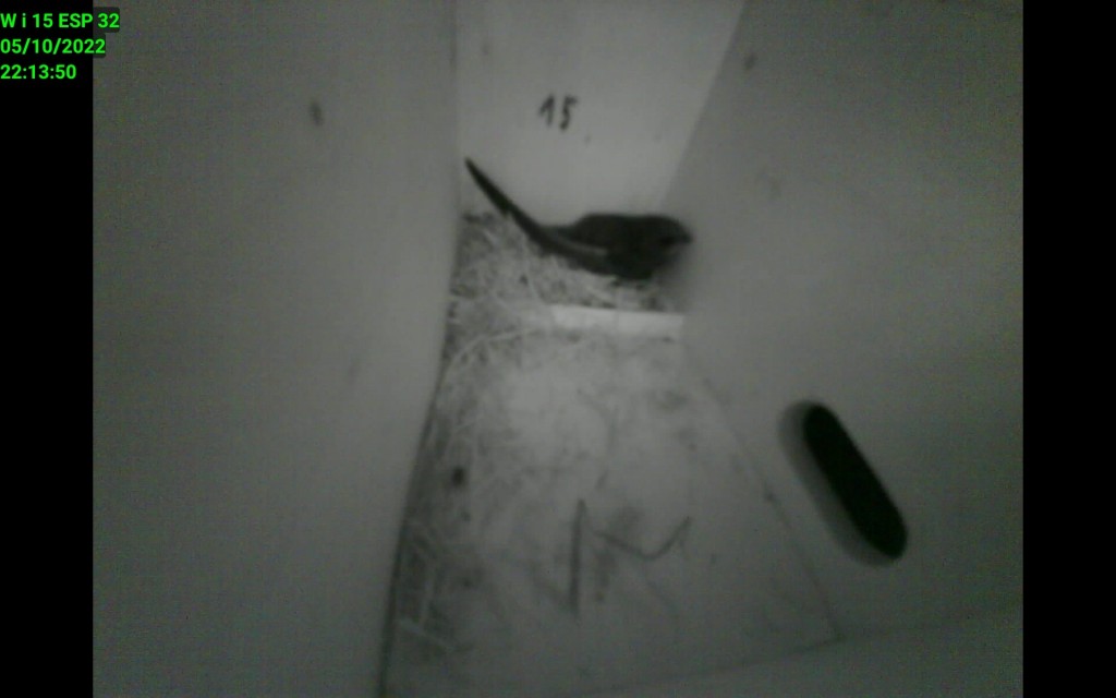 Neuansiedlung von 2021 mit 160° Objektiv ESP Kamera