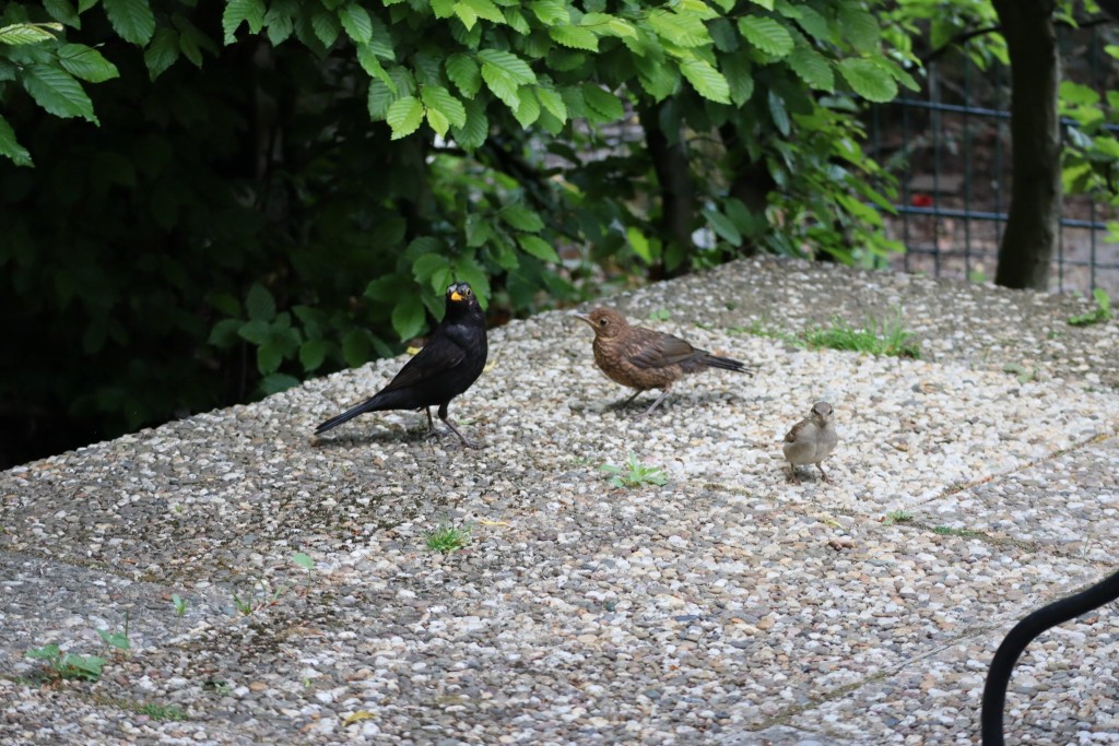 Amsel mit Jungvögeln