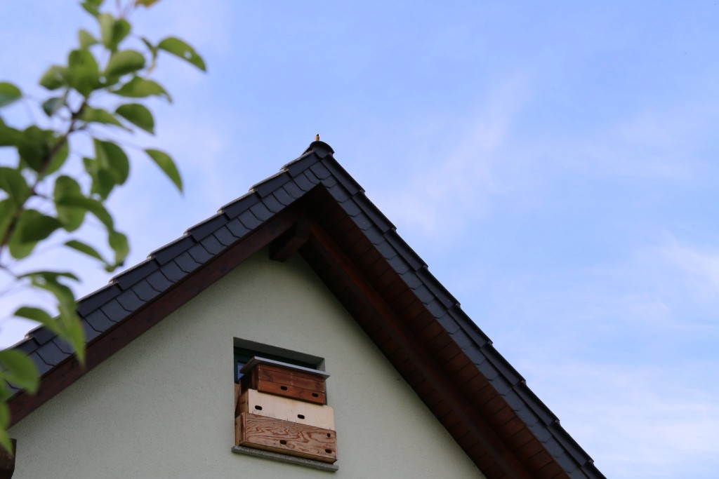 Gartenrothschwanz im Mauerseglerrevier