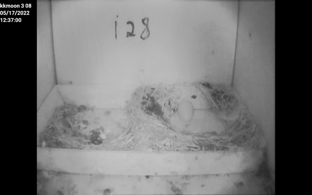 1. Ei 2022 Bienenbüttel