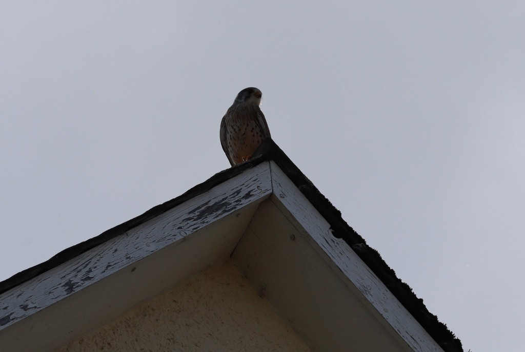 auf Vogelfang