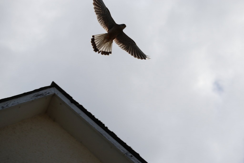 IMG_0237.JPG (117.2 KiB) 776 mal betrachtet Abflug