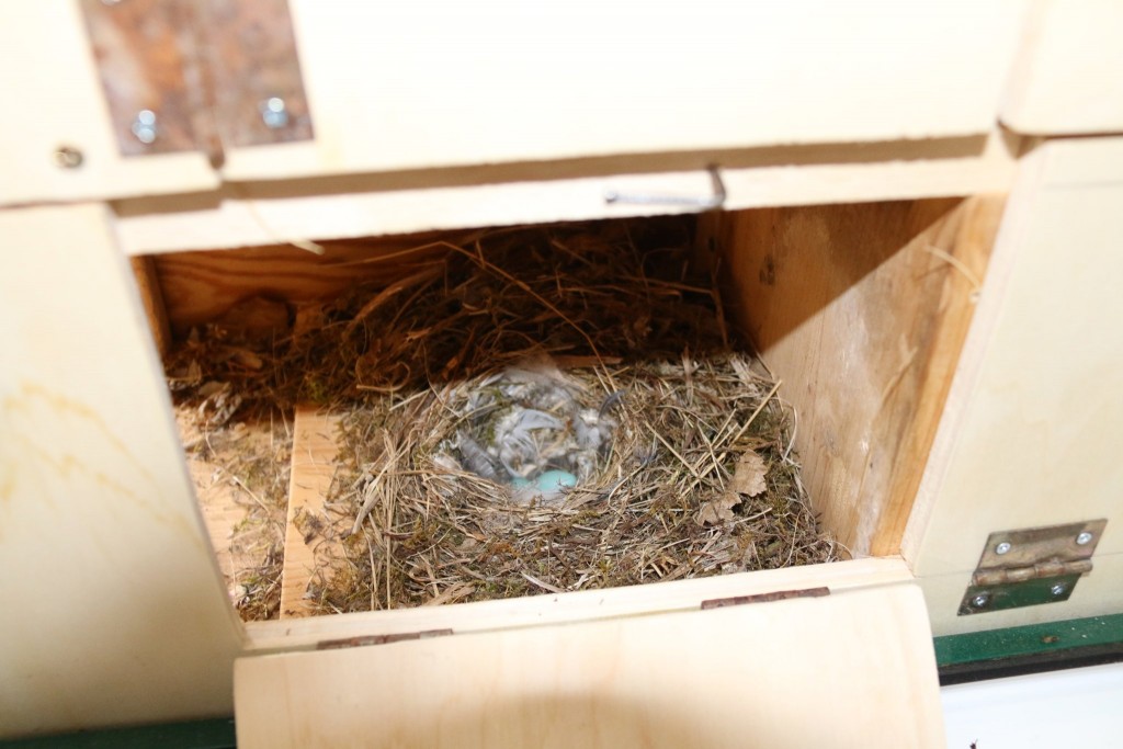 Nest Rothschwänzchen mit zunächst zwei Eiern