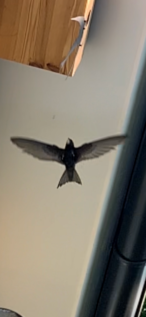 69D9421E-9DED-4B9D-BC25-6DF4C57F1784.png