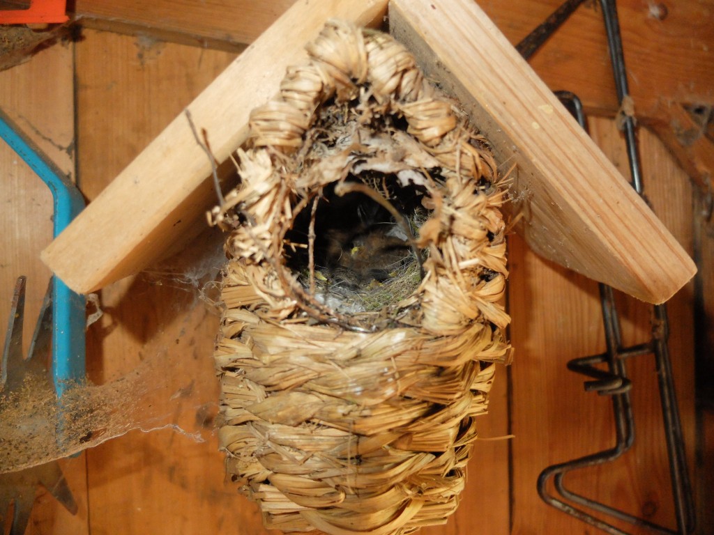 Im Nest
