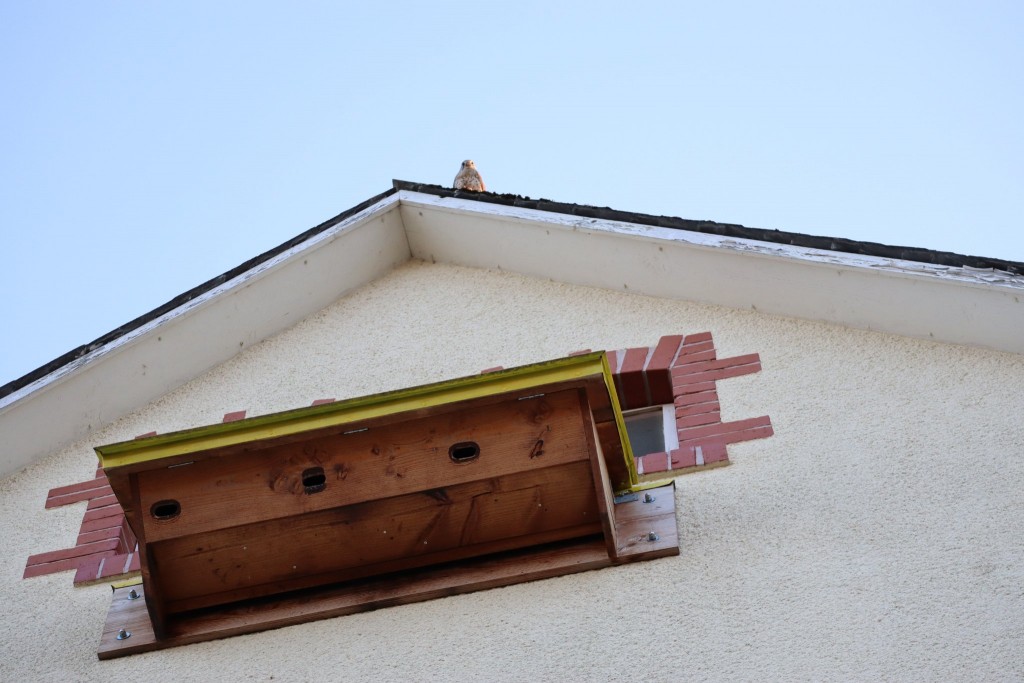 IMG_0259.JPG (389.64 KiB) 678 mal betrachtet Er ist eine Bedrohung