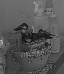 Werkstatt Nest 1_live_1656685472951.jpg