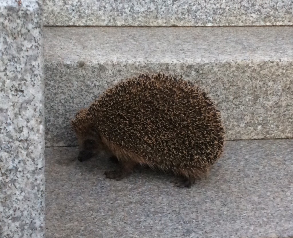 Igel Großaufnahme