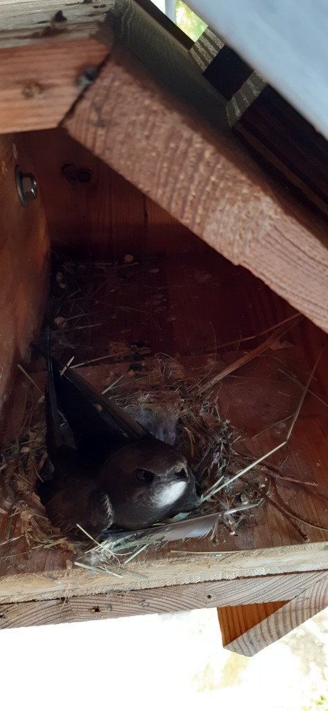 Altvogel