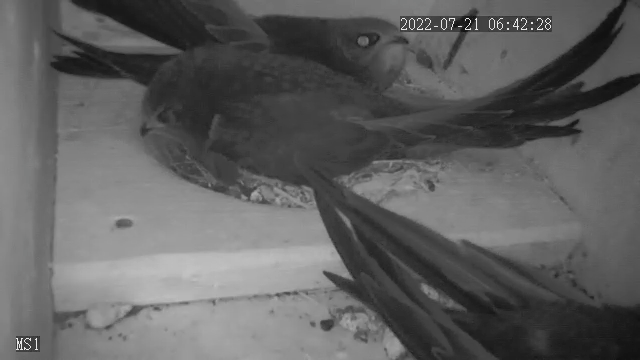 JV K1 am 21.07.22: 2 auf Nest, 1 guckt raus