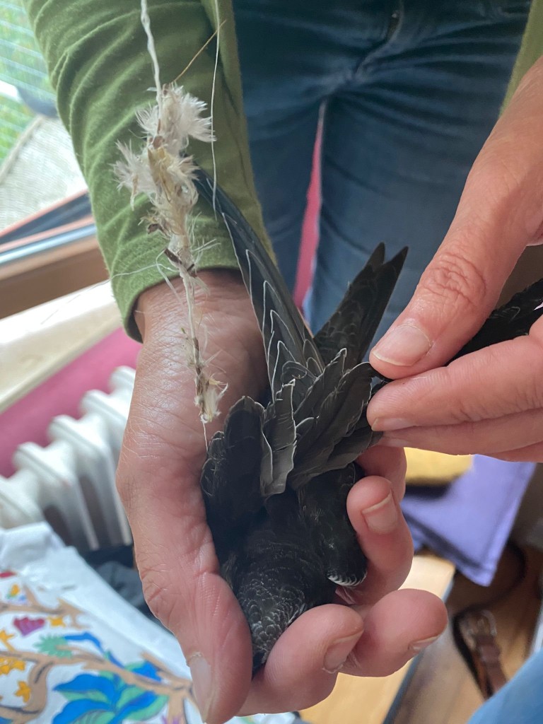 Jungsegler mit Plastikschnur