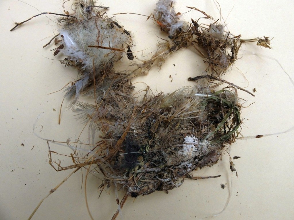 Nestreste mit Plastik