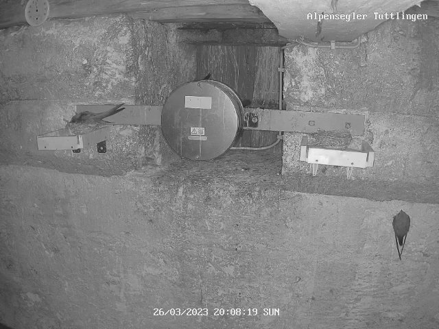 Alpensegler Tuttlingen 26.3.2023, 20-08-17.jpg