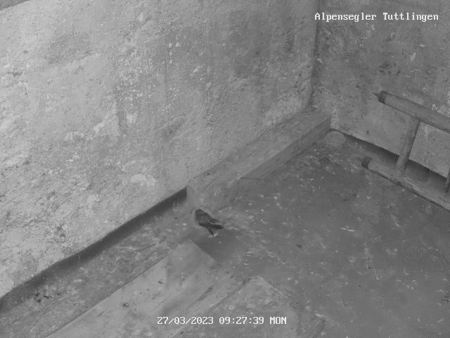 Alpensegler Tuttlingen 27.3.2023, 09-27-37.jpg