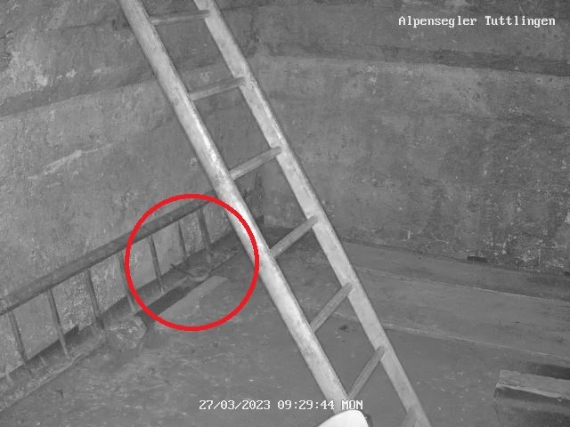 Alpensegler Tuttlingen 27.3.2023, 09-29-42.jpg