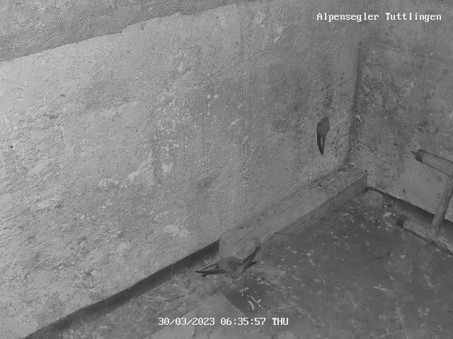 Alpensegler Tuttlingen 30.3.2023, 06-35-58.jpg