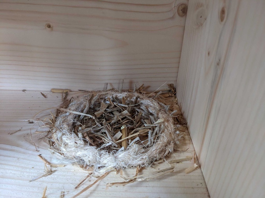 Nest3.jpg