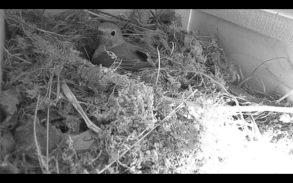 Gartenrotschwänzchen beim Nestbau