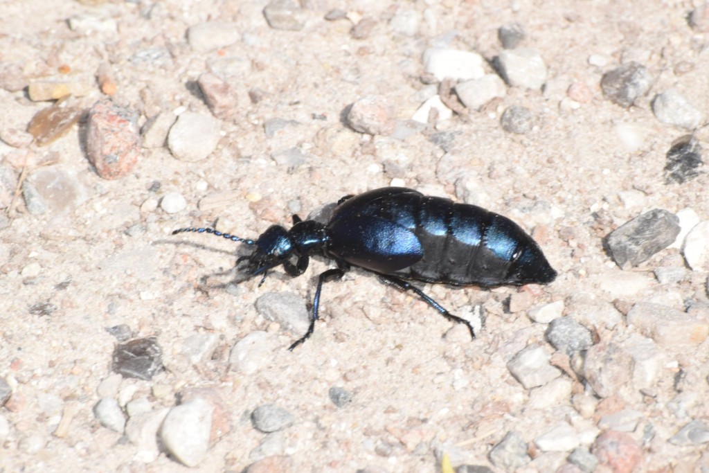 Schwarzblauer Ölkäfer weiblich