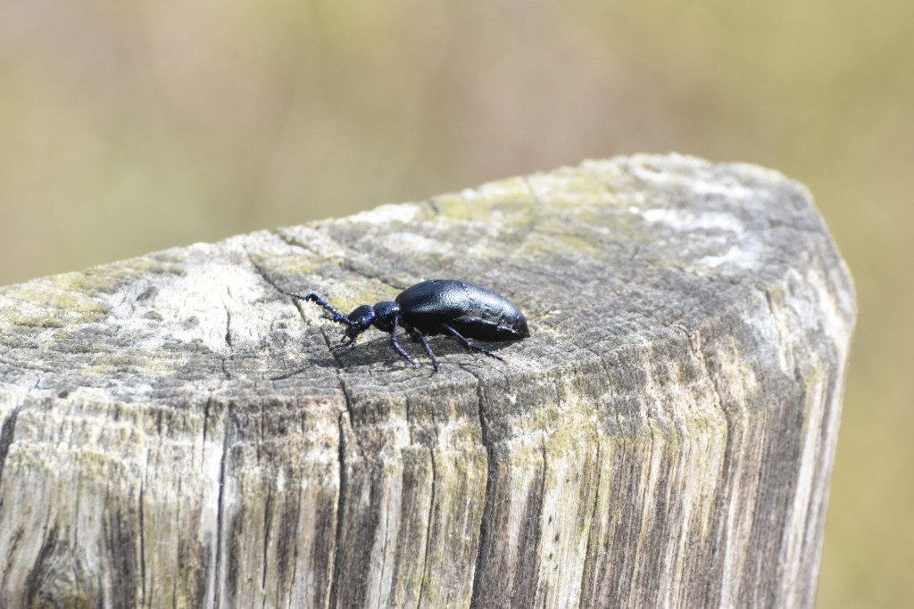 Schwarzblauer Ölkäfer, männlich (Fühler mit Knick)