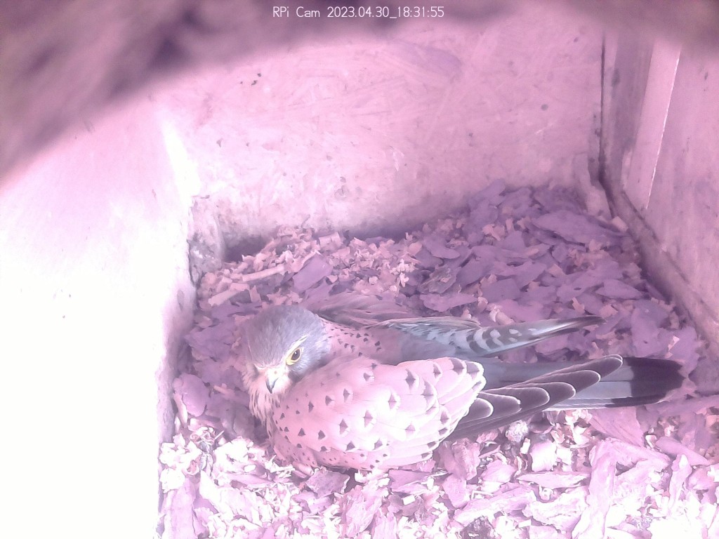 Terzel auf den Eiern