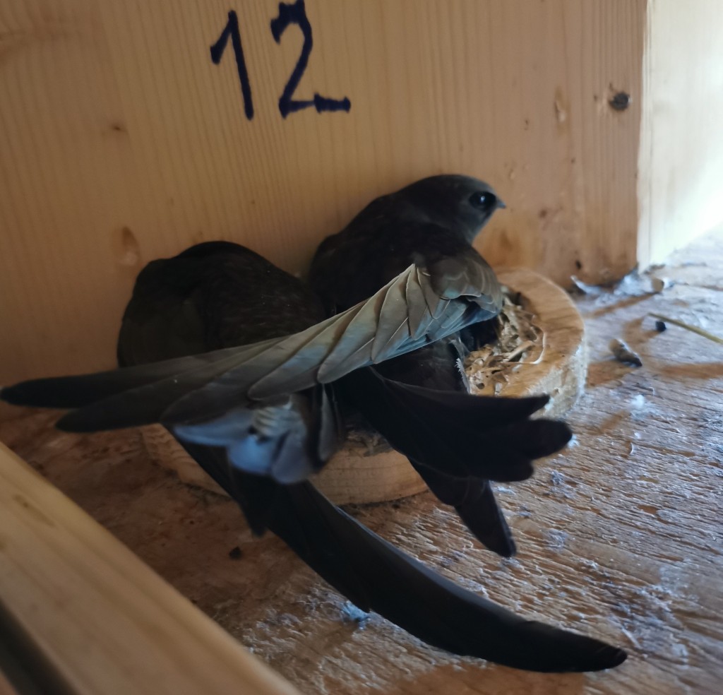 11.05.2023: Nun rate mal, ob wir schon am Brüten sind...