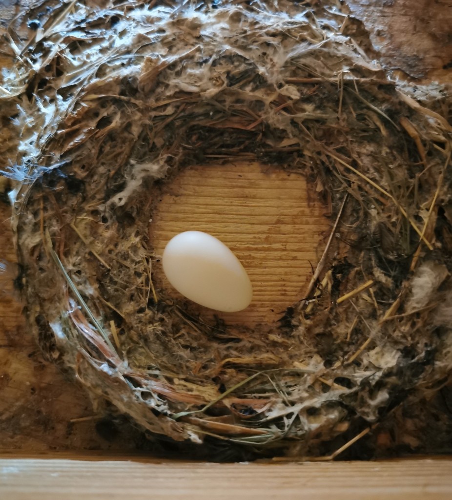 11. 05. 2013: Erstes Ei in K 15