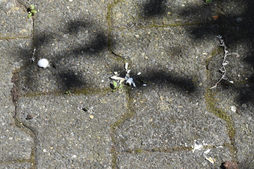 DSC_0690.JPG (1.08 MiB) 434 mal betrachtet Teil der Realität in einer größeren Kolonie: aus dem Nest befördertes Ei. Schade! Vielleicht hat sich wenigstens der Igel gefreut