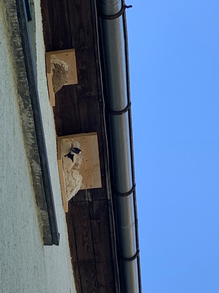 Besuch