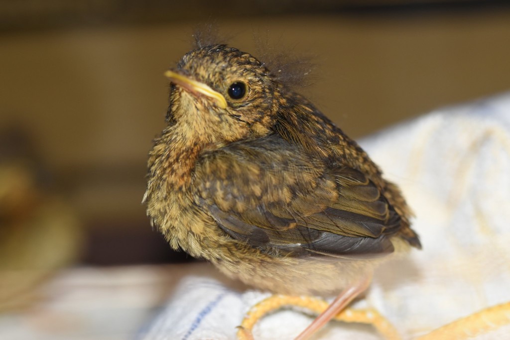 Der größte unter den kleinen: am Abend schon im Vogelkäfig dabei, die Welt zu entdecken. Sozusagen ein &quot;Noch-Nicht&quot;-Rotkehlchen