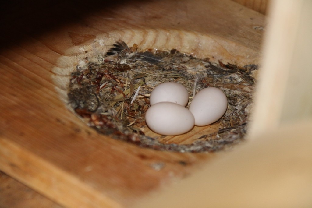 das Dreiergelege, keine weiteren Aktivitäten am Nestbau, denen reicht das so